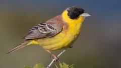 Nature Animals Birds