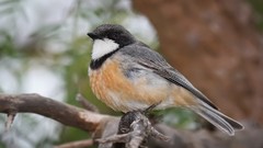 Nature Animals Birds