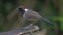 Nature Animals Birds