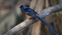 Nature Animals Birds