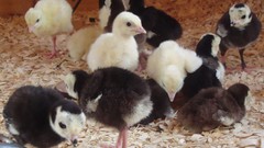 Nature Animals Birds baby birds