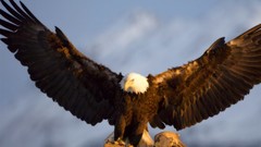 Nature Animals Birds bald eagles
