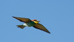 Nature Animals Birds Bee Eaters
