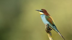 Nature Animals Birds Bee Eaters