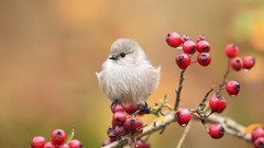 Nature Animals Birds Berries