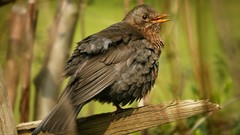 Nature Animals Birds blackbird