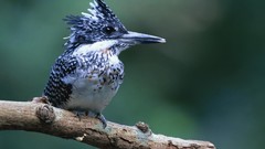 Nature Animals Birds close-up