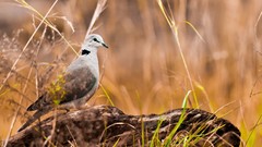 Nature Animals Birds doves