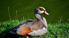 Nature Animals Birds Ducks