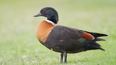 Nature Animals Birds Ducks