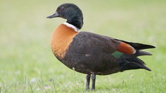 Nature Animals Birds Ducks Australian