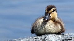 Nature Animals Birds Ducks duckling baby birds
