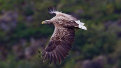 Nature Animals Birds Eagles