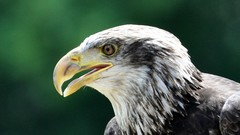 Nature Animals Birds Eagles