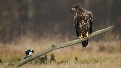 Nature Animals Birds Eagles