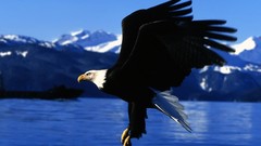 Nature Animals Birds Eagles