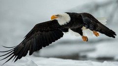 Nature Animals Birds Eagles