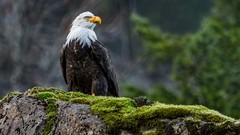 Nature Animals Birds Eagles