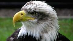 Nature Animals Birds Eagles bald eagles