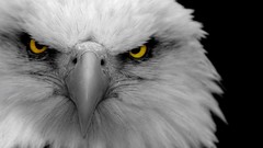 Nature Animals Birds Eagles bald eagles