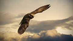 Nature Animals Birds falcon Eagles skies HDR Photography