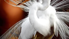 Nature Animals Birds feathers national geographic egrets