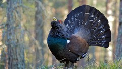 Nature Animals Birds feathers red eyes forests wildlife