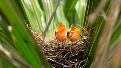 Nature Animals Birds feed baby birds