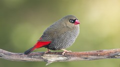 Nature Animals Birds finch