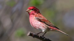 Nature Animals Birds finch