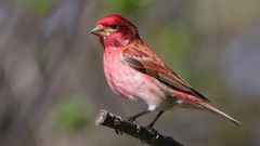 Nature Animals Birds Finches