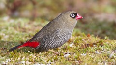 Nature Animals Birds Finches