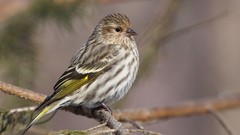 Nature Animals Birds Finches