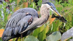 Nature Animals Birds fish hunting Prey herons