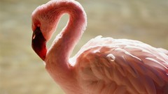 Nature Animals Birds flamingos