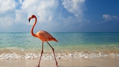 Nature Animals Birds flamingos