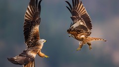 Nature Animals Birds flying Eagles