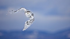 Nature Animals Birds flying Owls