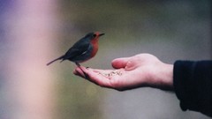 Nature Animals Birds hands body parts