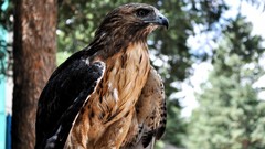 Nature Animals Birds hawks Red Tail Hawk