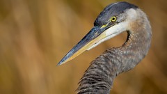 Nature Animals Birds herons