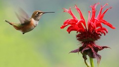 Nature Animals Birds hummingbirds