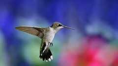 Nature Animals Birds hummingbirds blurred background