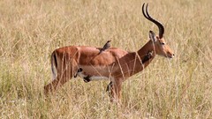 Nature Animals Birds Impala