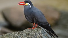 Nature Animals Birds Inca tern
