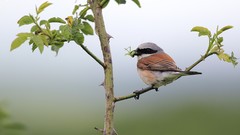 Nature Animals Birds insects Prey