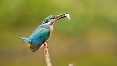 Nature Animals Birds kingfisher
