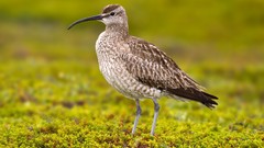 Nature Animals Birds moss Curlews