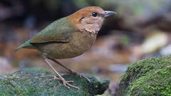 Nature Animals Birds moss Pittas