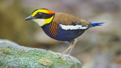 Nature Animals Birds multicolor Pittas